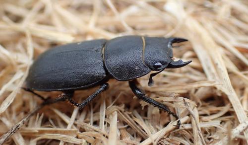 Réf. 305 901 : Dorcus parallelipipedus